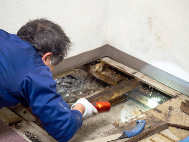 Professional Mold Remediation in Columbia City, OR