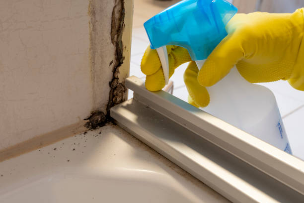 Best Black Mold Remediation in Columbia City, OR